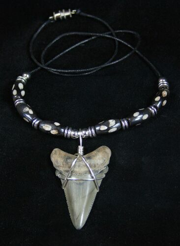 Fossil Shark Tooth Necklace #1850